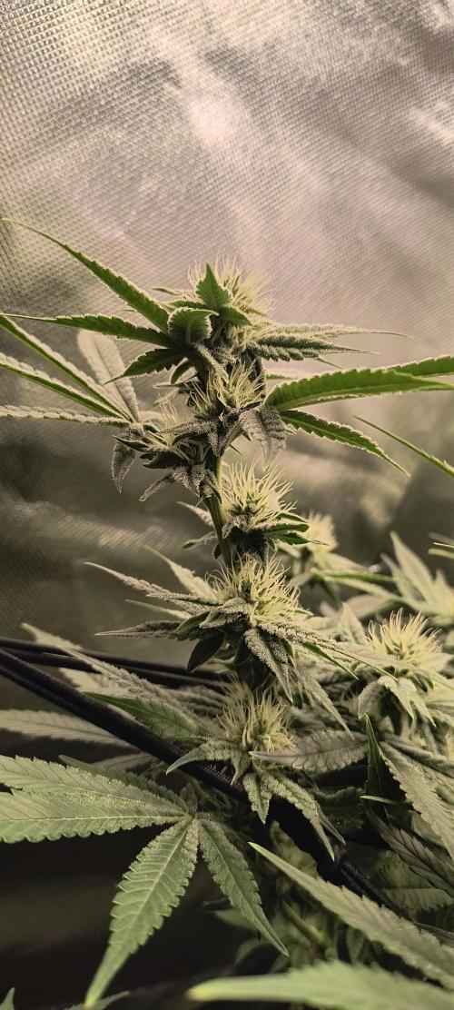 Papaya Tronix Supreme (High4Life)Steckl.. Week 9