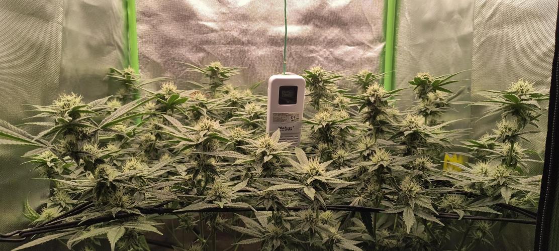 Papaya Tronix Supreme (High4Life)Steckl.. Week 10