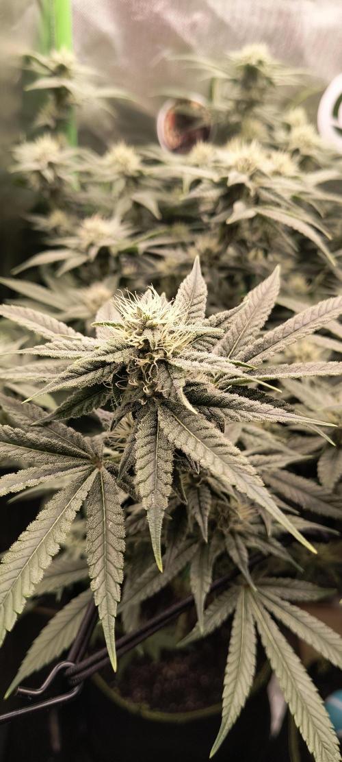 Papaya Tronix Supreme (High4Life)Steckl.. Week 10