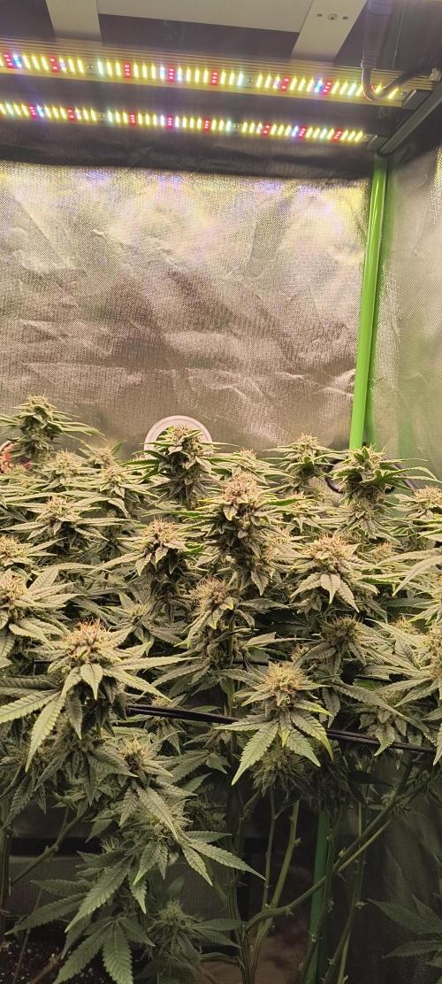 Papaya Tronix Supreme (High4Life)Steckl.. Week 11