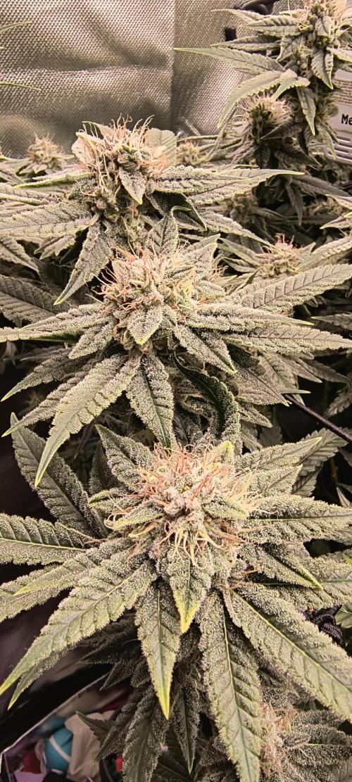 Papaya Tronix Supreme (High4Life)Steckl.. Week 11