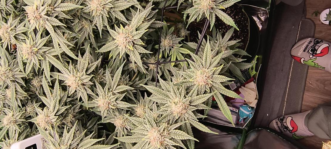 Papaya Tronix Supreme (High4Life)Steckl.. Week 11