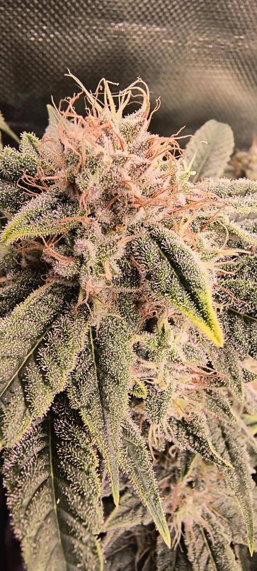 Papaya Tronix Supreme (High4Life)Steckl.. Week 11