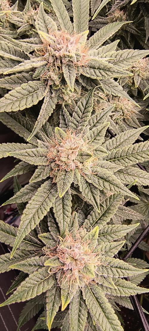 Papaya Tronix Supreme (High4Life)Steckl.. Week 11