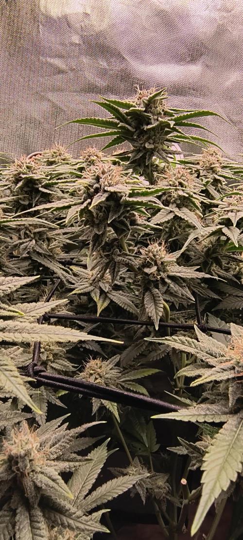 Papaya Tronix Supreme (High4Life)Steckl.. Week 11