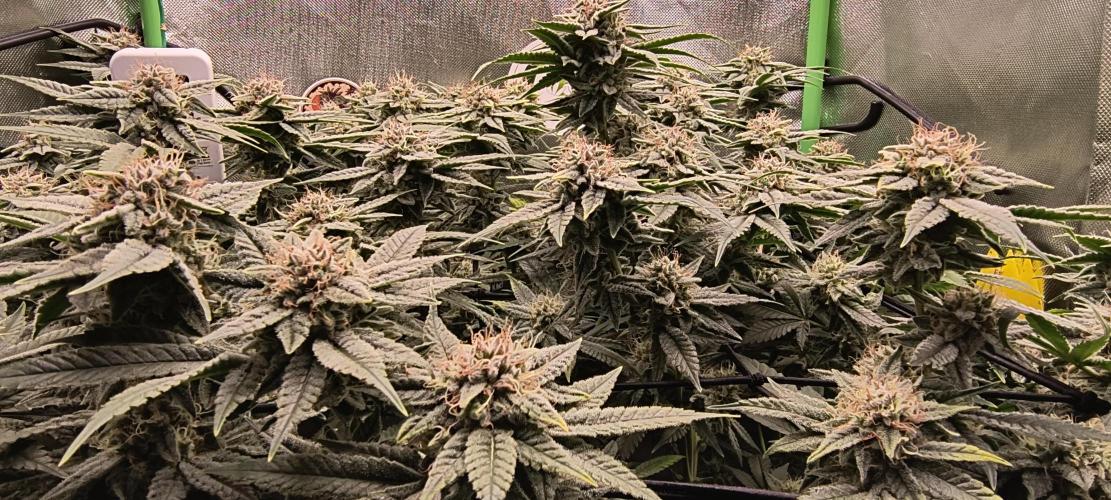 Papaya Tronix Supreme (High4Life)Steckl.. Week 11