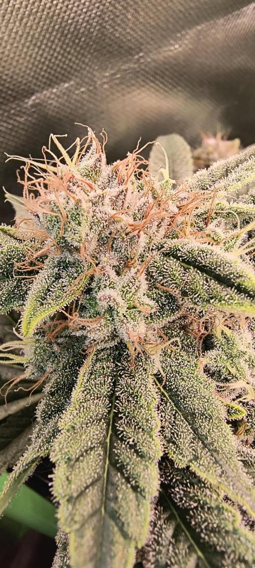 Papaya Tronix Supreme (High4Life)Steckl.. Week 12