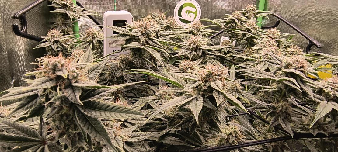 Papaya Tronix Supreme (High4Life)Steckl.. Week 12