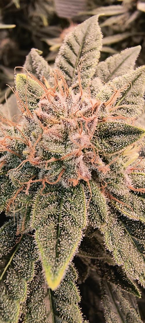 Papaya Tronix Supreme (High4Life)Steckl.. Week 12