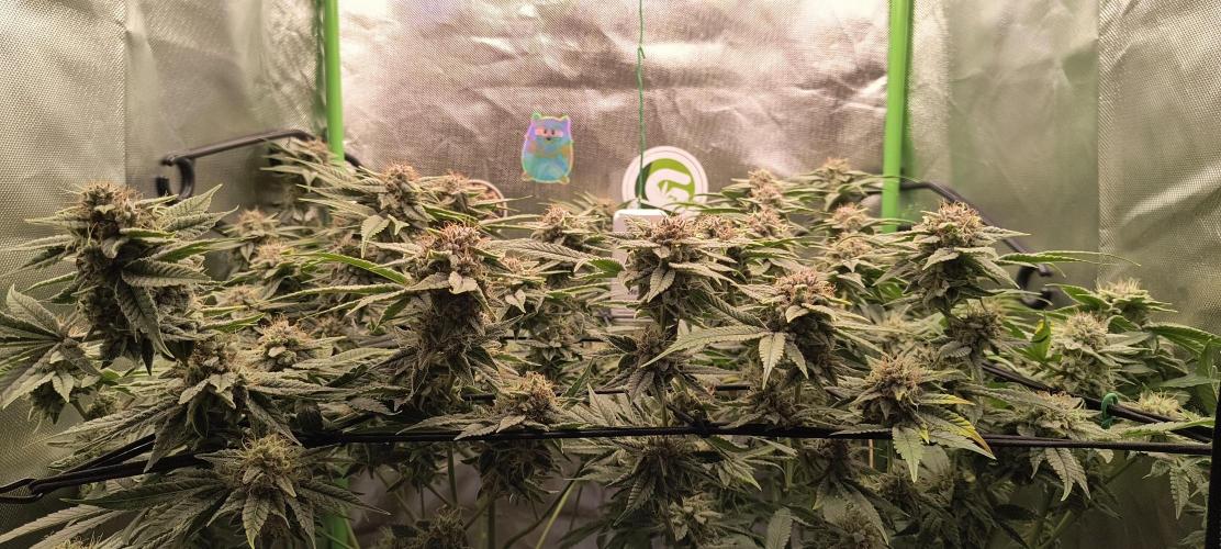 Papaya Tronix Supreme (High4Life)Steckl.. Week 12