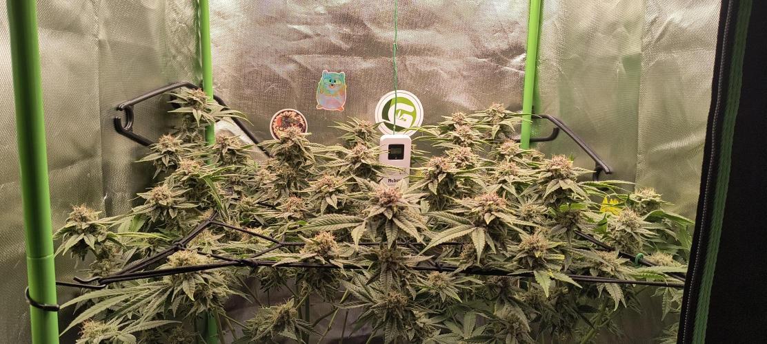 Papaya Tronix Supreme (High4Life)Steckl.. Week 12