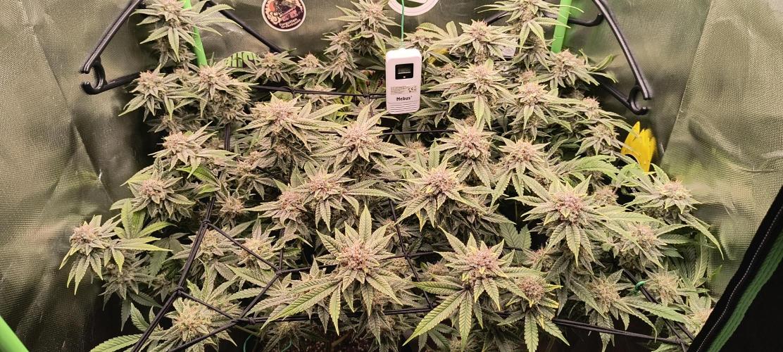 Papaya Tronix Supreme (High4Life)Steckl.. Week 12