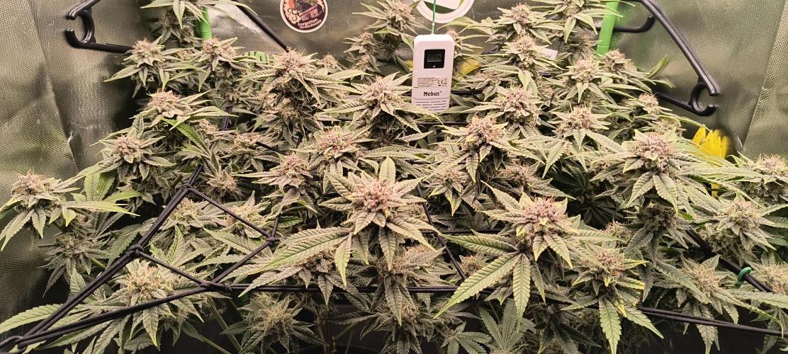 Papaya Tronix Supreme (High4Life)Steckl.. Week 12