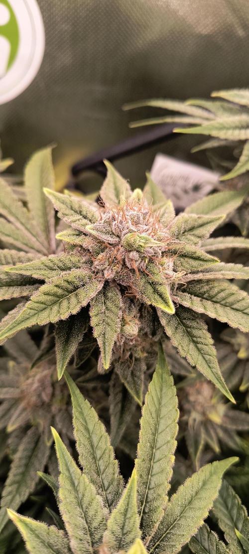 Papaya Tronix Supreme (High4Life)Steckl.. Week 12