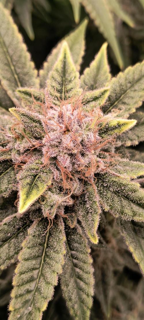 Papaya Tronix Supreme (High4Life)Steckl.. Week 12