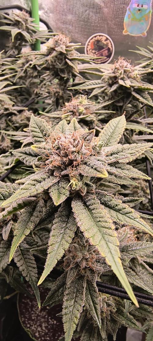 Papaya Tronix Supreme (High4Life)Steckl.. Week 12