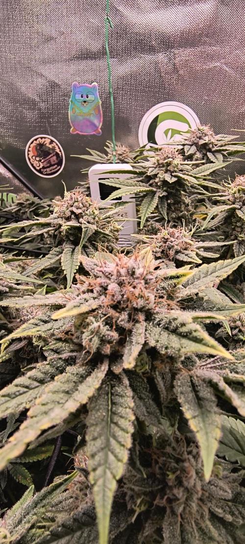 Papaya Tronix Supreme (High4Life)Steckl.. Week 12