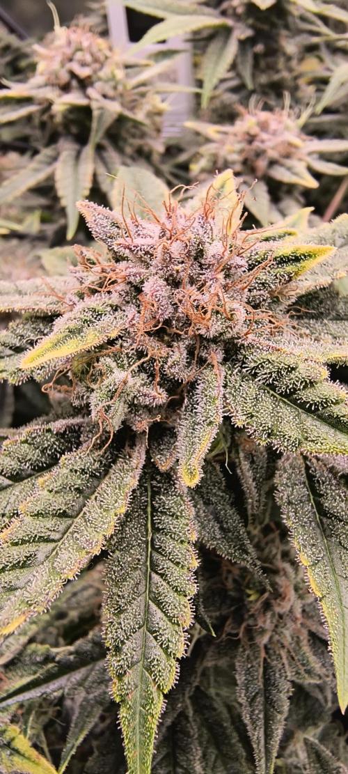 Papaya Tronix Supreme (High4Life)Steckl.. Week 12