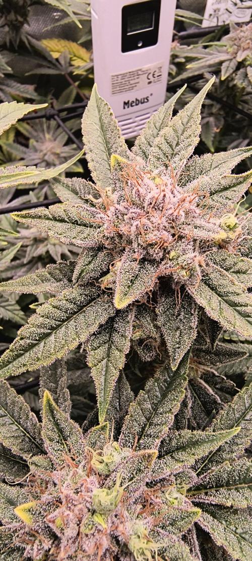 Papaya Tronix Supreme (High4Life)Steckl.. Week 12