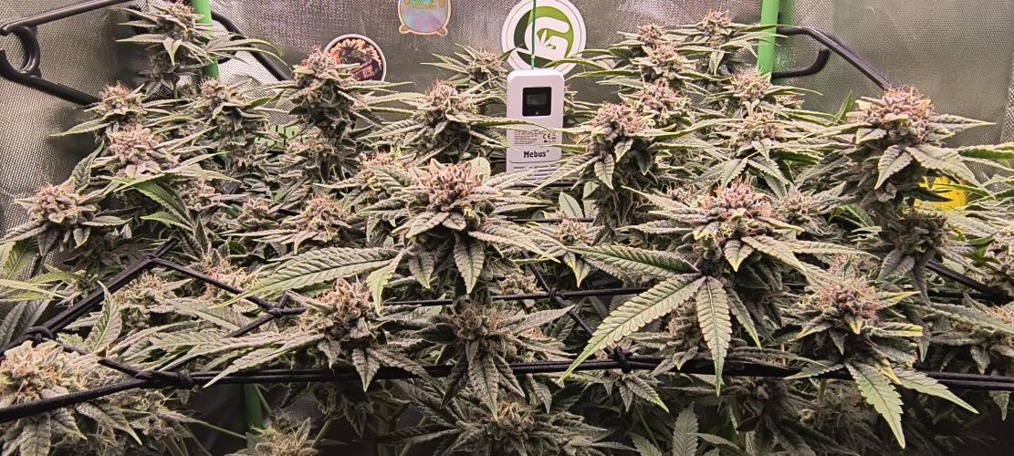 Papaya Tronix Supreme (High4Life)Steckl.. Week 12