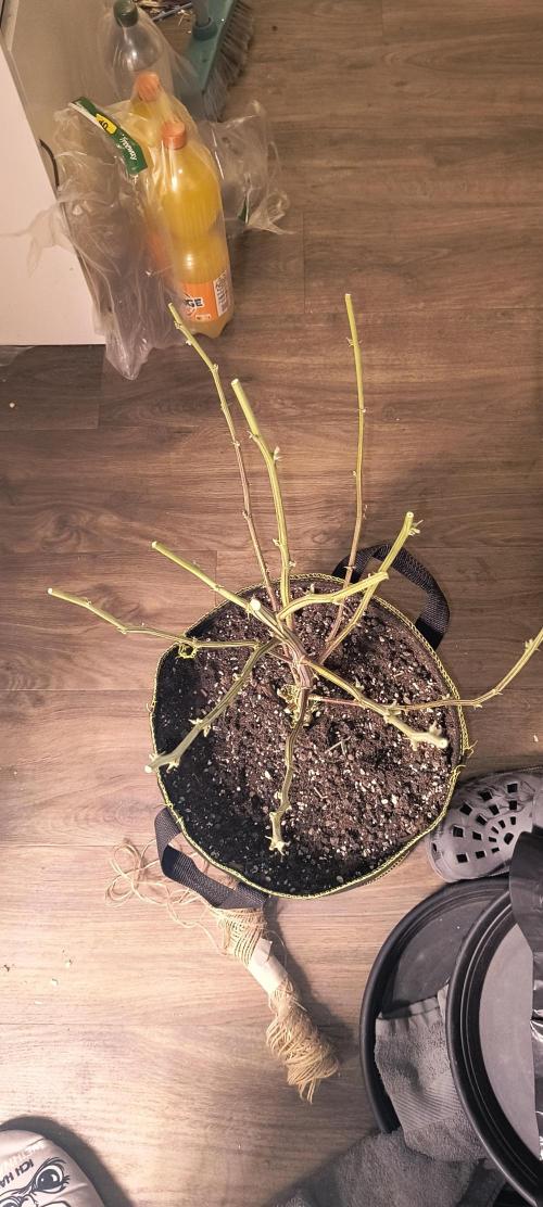 Papaya Tronix Supreme (High4Life)Steckl.. Week 13