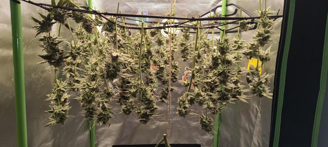 Papaya Tronix Supreme (High4Life)Steckl.. Week 13