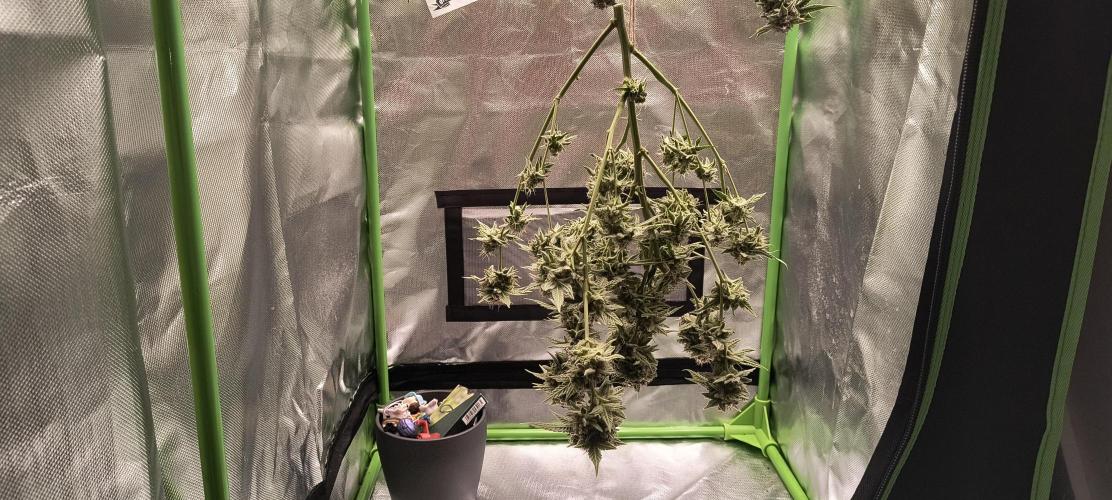 Papaya Tronix Supreme (High4Life)Steckl.. Week 13