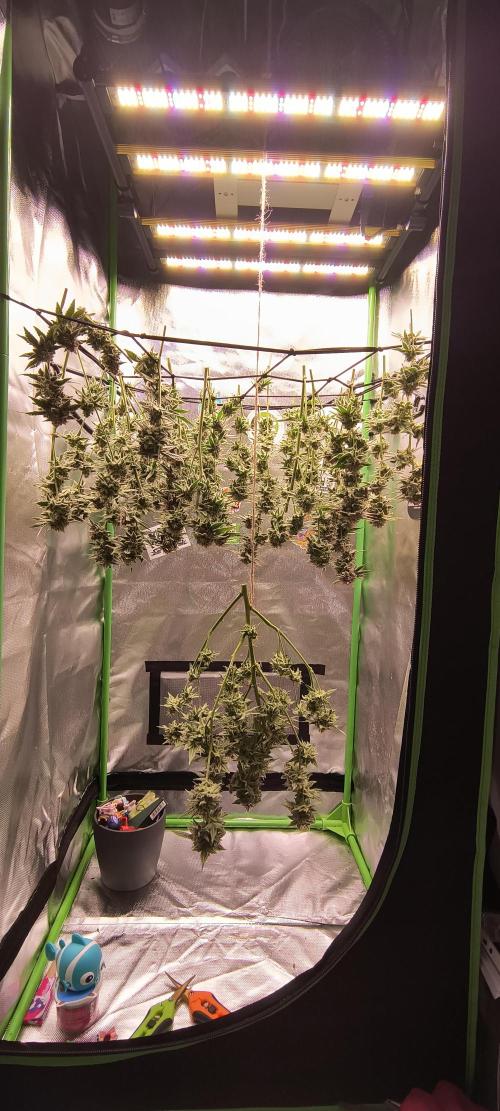 Papaya Tronix Supreme (High4Life)Steckl.. Week 13