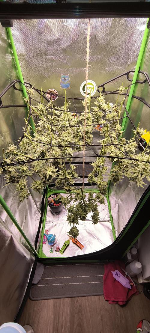 Papaya Tronix Supreme (High4Life)Steckl.. Week 13