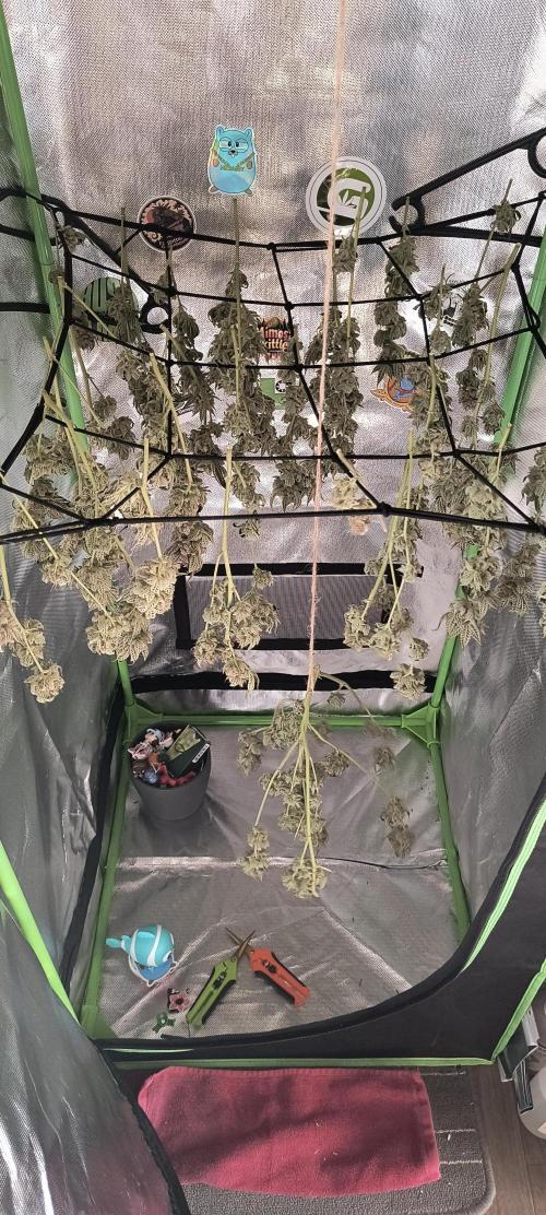 Papaya Tronix Supreme (High4Life)Steckl.. Week 13