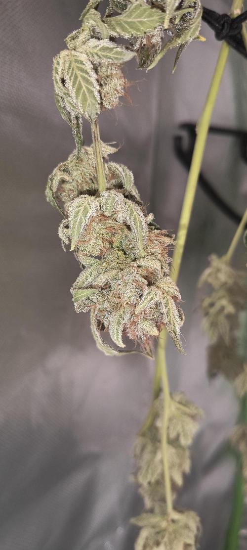 Papaya Tronix Supreme (High4Life)Steckl.. Week 13