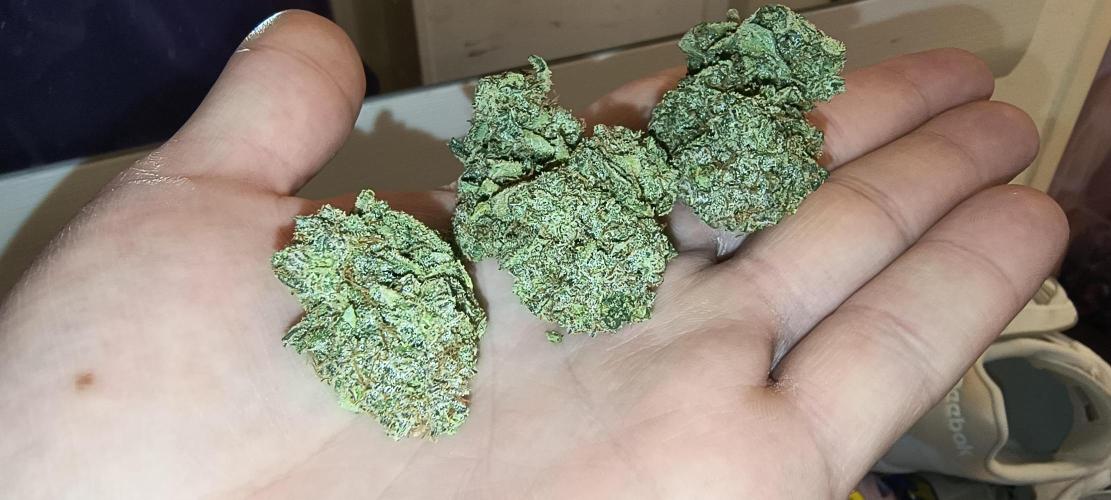 Papaya Tronix Supreme (High4Life)Steckl.. Week 13