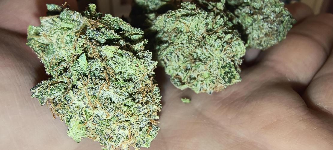 Papaya Tronix Supreme (High4Life)Steckl.. Week 13