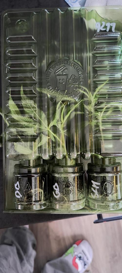 KRUMME GURKEN Stecklinge. Week 1