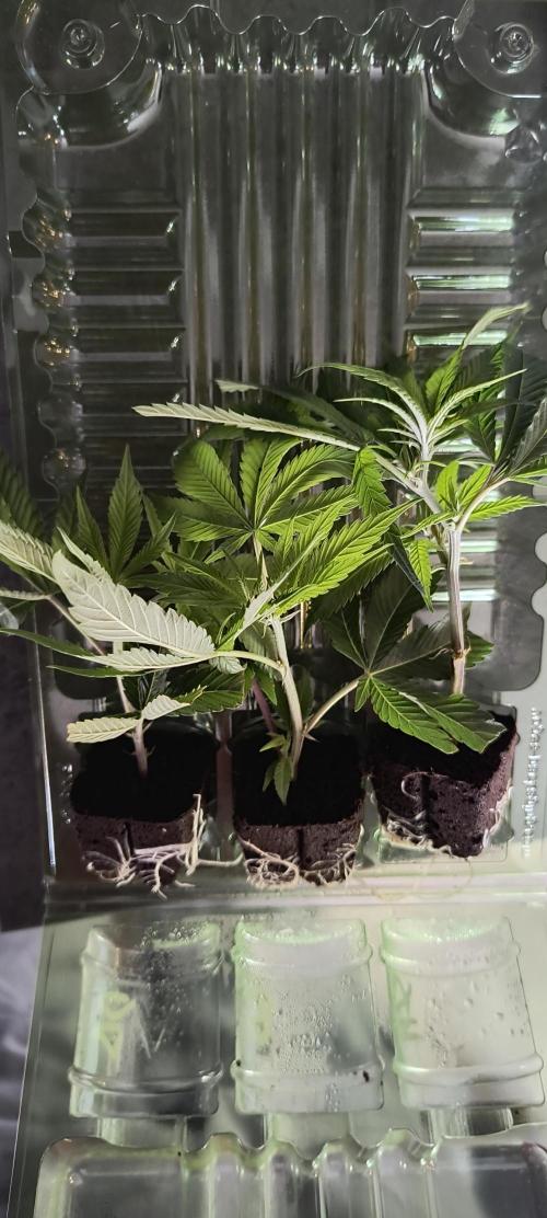 KRUMME GURKEN Stecklinge. Week 1