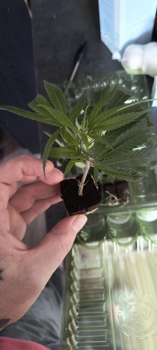 KRUMME GURKEN Stecklinge. Week 1