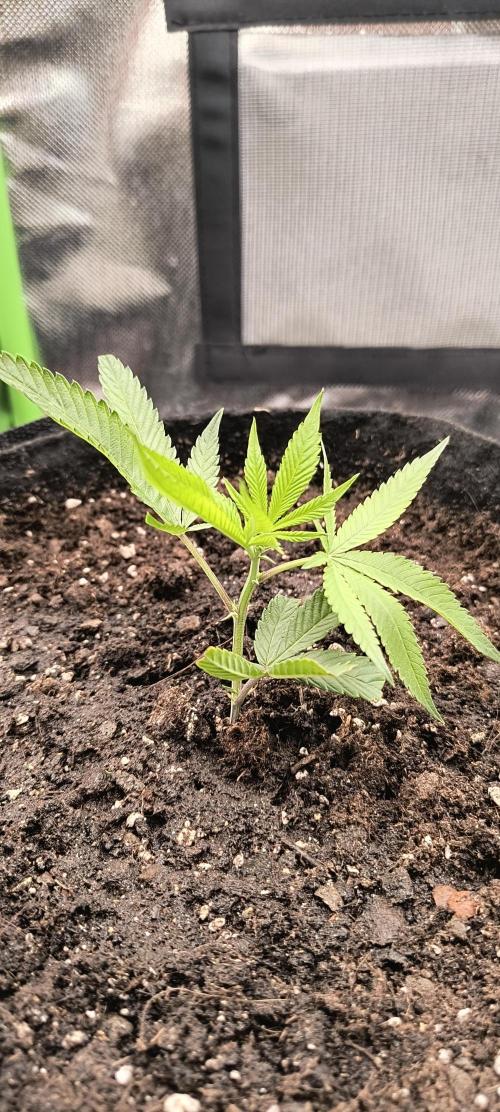 KRUMME GURKEN Stecklinge. Week 1