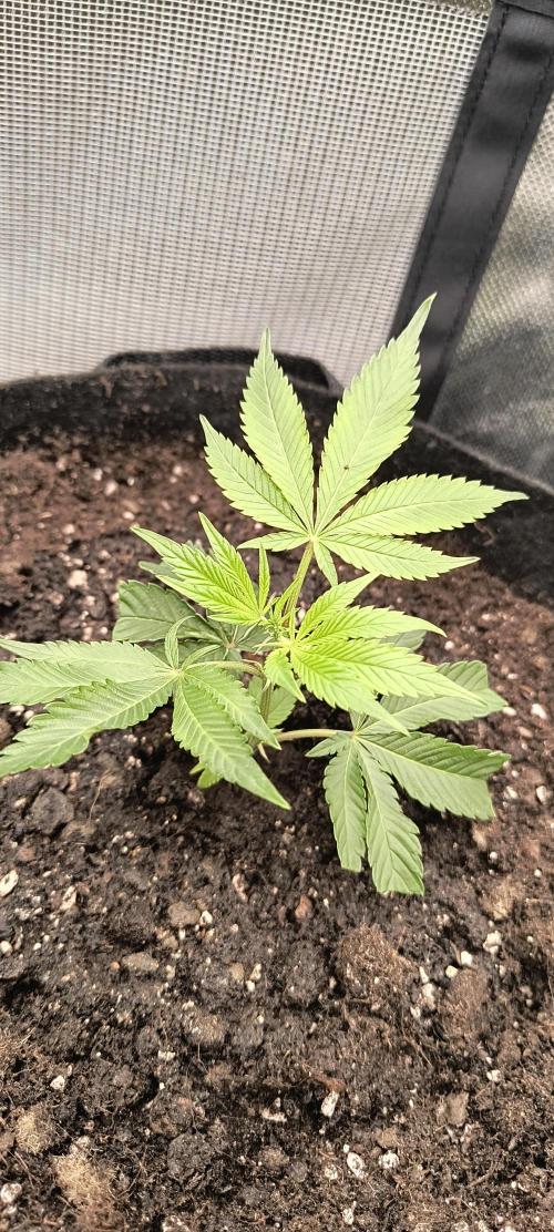 KRUMME GURKEN Stecklinge. Week 1