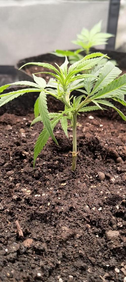 KRUMME GURKEN Stecklinge