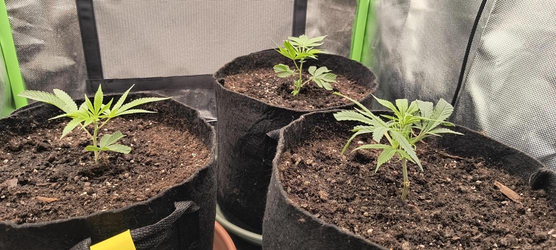 KRUMME GURKEN Stecklinge. Week 1