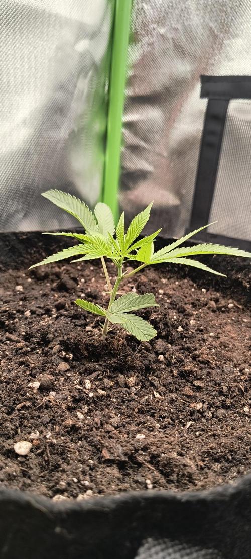 KRUMME GURKEN Stecklinge. Week 1