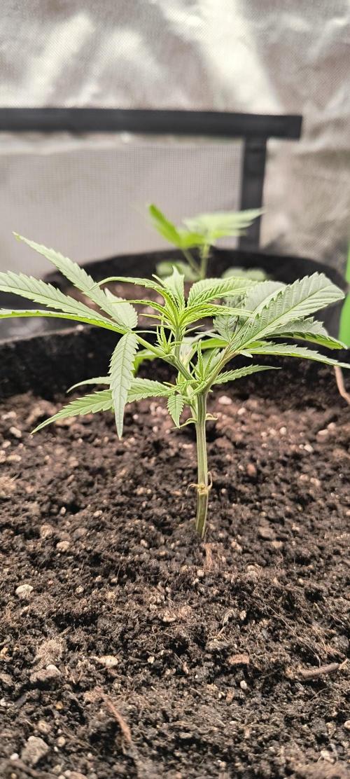 KRUMME GURKEN Stecklinge. Week 1