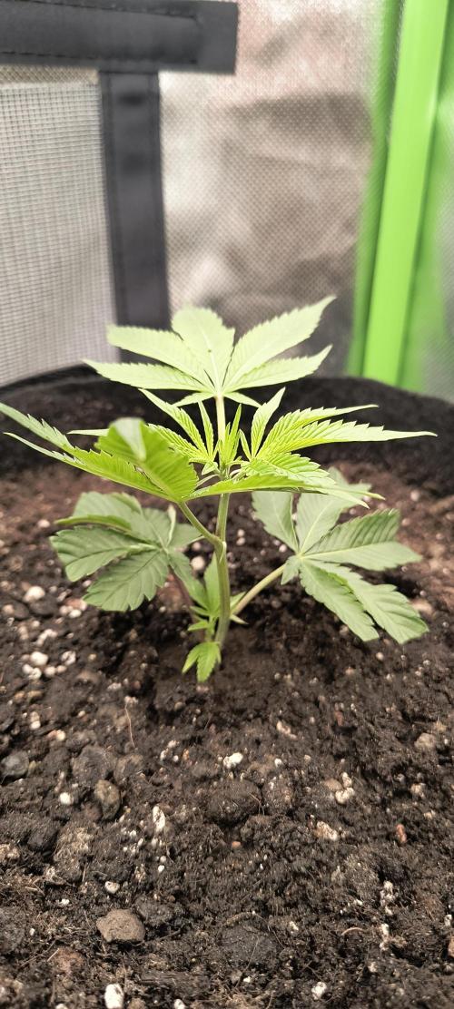 KRUMME GURKEN Stecklinge. Week 1