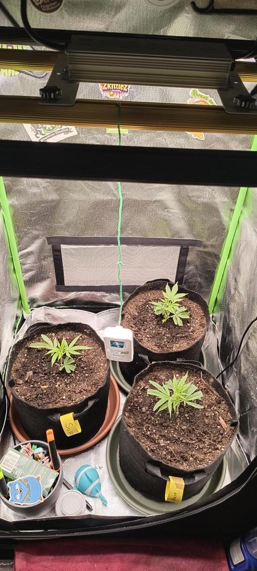 KRUMME GURKEN Stecklinge. Week 1