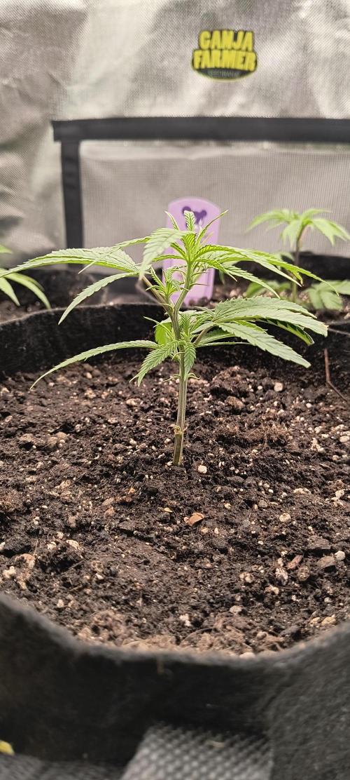 KRUMME GURKEN Stecklinge. Week 1