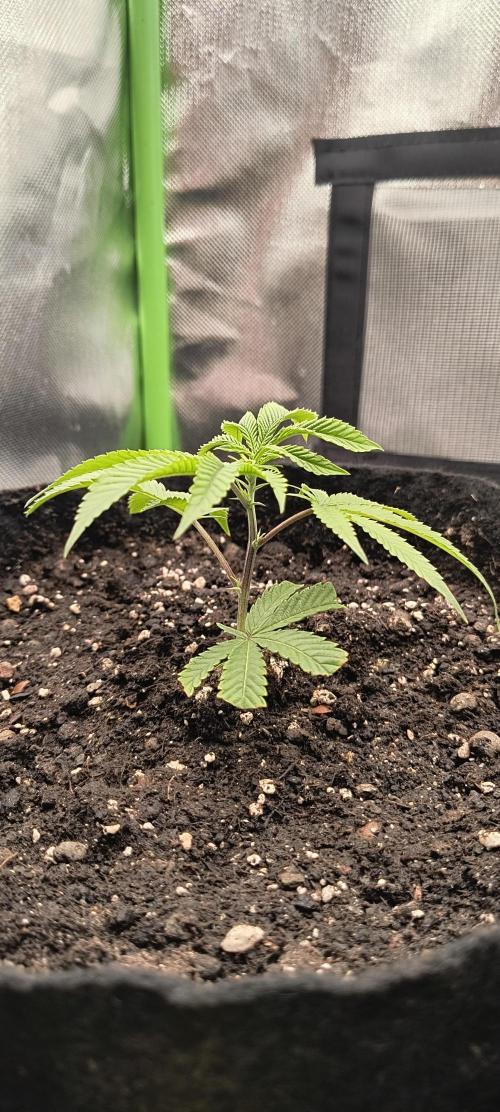 KRUMME GURKEN Stecklinge. Week 1