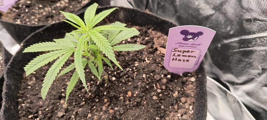 KRUMME GURKEN Stecklinge. Week 1