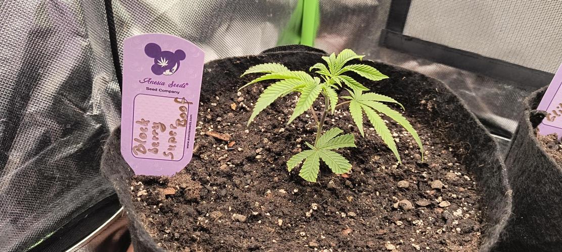 KRUMME GURKEN Stecklinge. Week 1