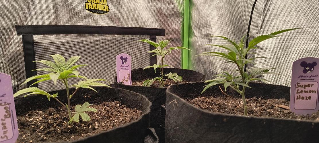 KRUMME GURKEN Stecklinge. Week 1