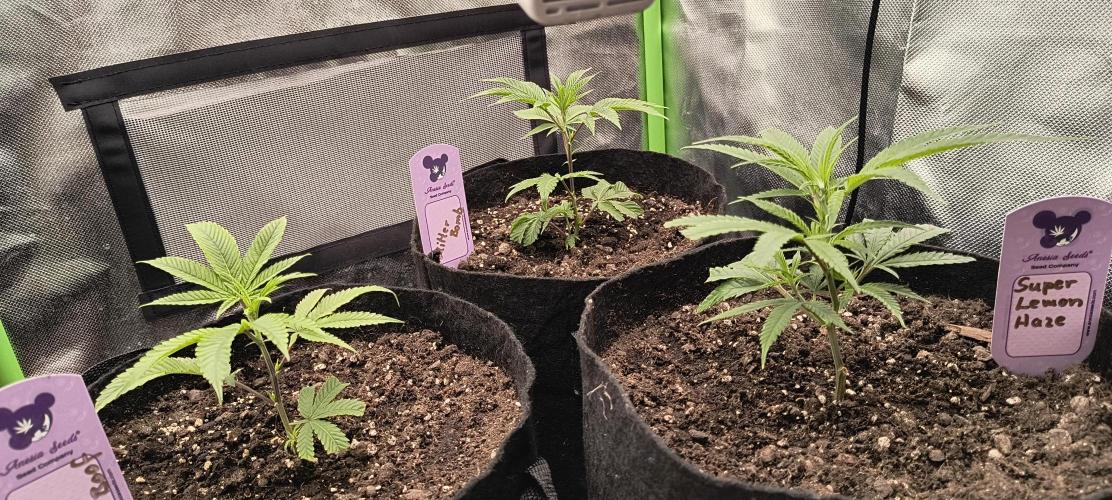 KRUMME GURKEN Stecklinge. Week 1